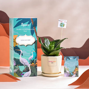 Snake Plant - Green For Environment Day Gifting