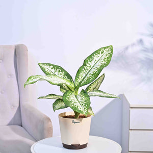 Dieffenbachia Delilah - Large