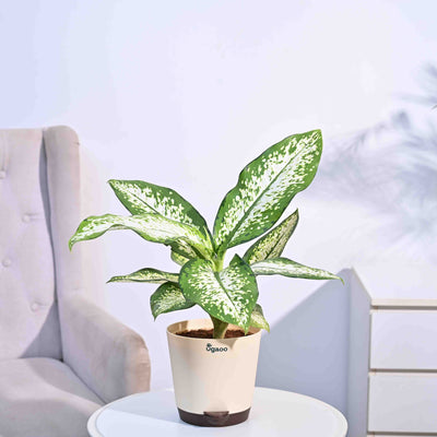 Dieffenbachia Delilah - Large