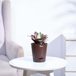 Euphorbia Francoisii Hybrid