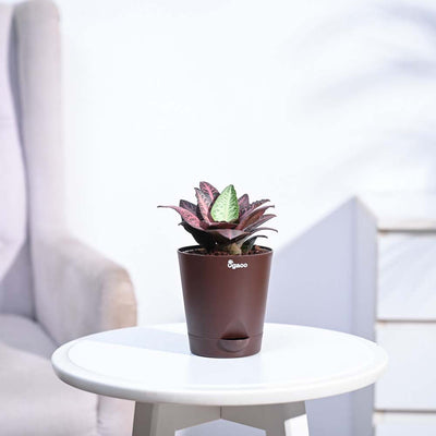 Euphorbia Francoisii Hybrid