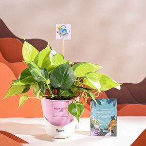 Philodendron Brasil Plant For Environment Day Gifting