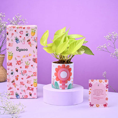 Money Plant Golden in Ceramic Pot Women's Day Gift