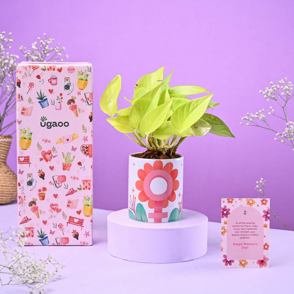 Money Plant Golden in Ceramic Pot Women's Day Gift