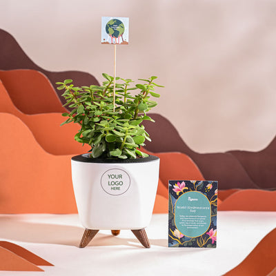 Jade Mini Plant For Environment Day Gifting