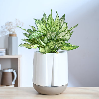 Moonlight Drama Ceramic Planter