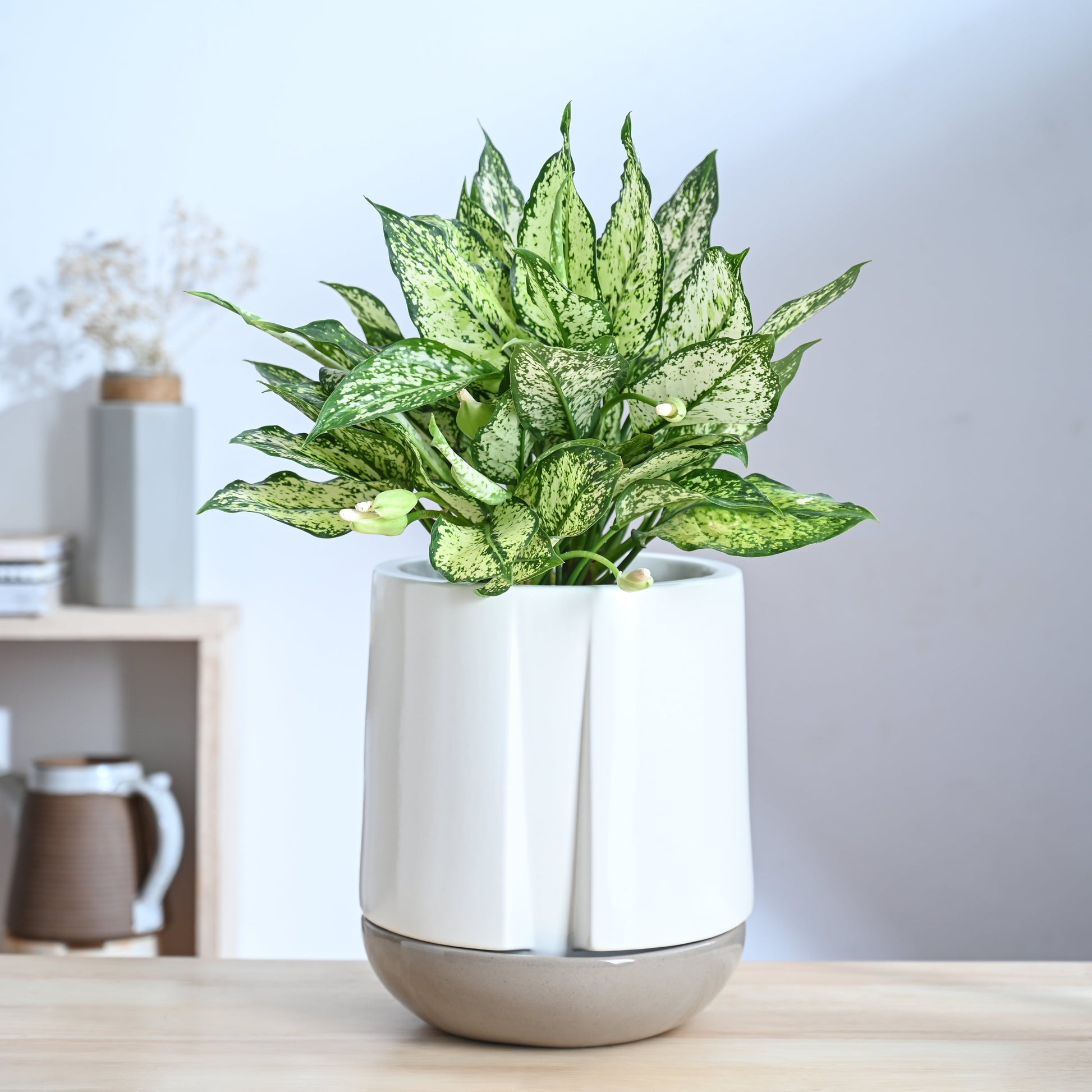 Moonlight Drama Ceramic Planter