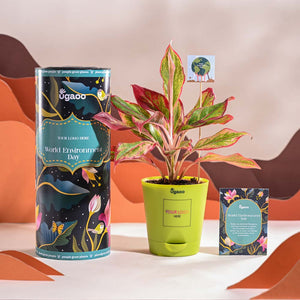 Aglaonema Red Plant For Environment Day Gifting