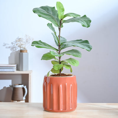 Blushing Sun Ceramic Planter