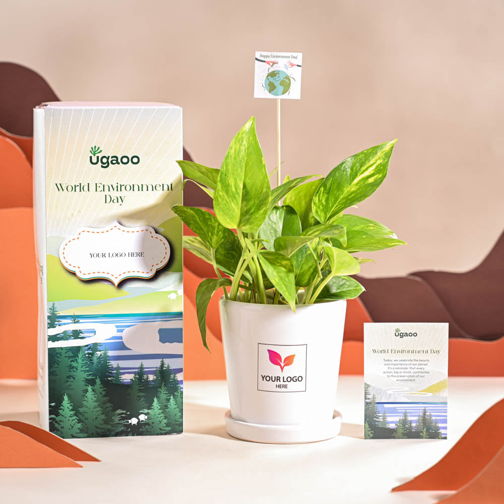 Money Plant Variegated For Environment Day Gifting