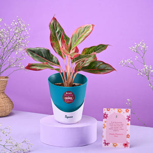 Aglaonema Red Women's Day Gift