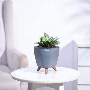 Euphorbia Francoisii Green