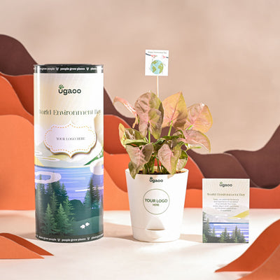 Syngonium Pink Plant For Environment Day Gifting