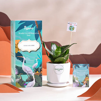 Snake Plant - Green For Environment Day Gifting