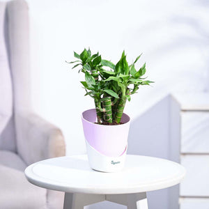 Lotus Lucky Bamboo 5 Sticks