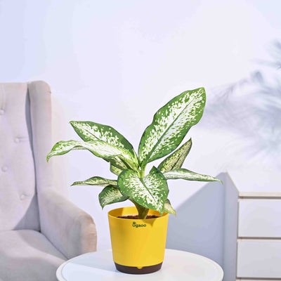 Dieffenbachia Delilah - Large