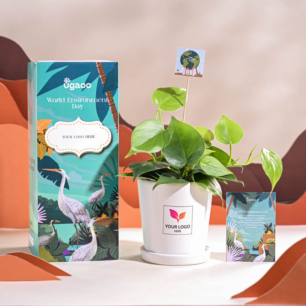 Philodendron Oxycardium Green Plant For Environment Day Gifting