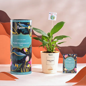 Peace Lily For Environment Day Gifting