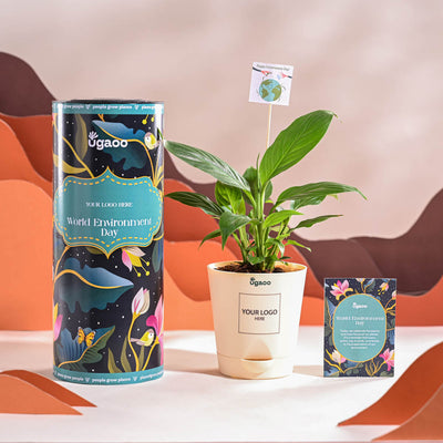 Peace Lily For Environment Day Gifting