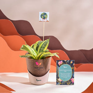 Snake Plant - Golden For Environment Day Gifting