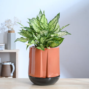 Moonlight Drama Ceramic Planter