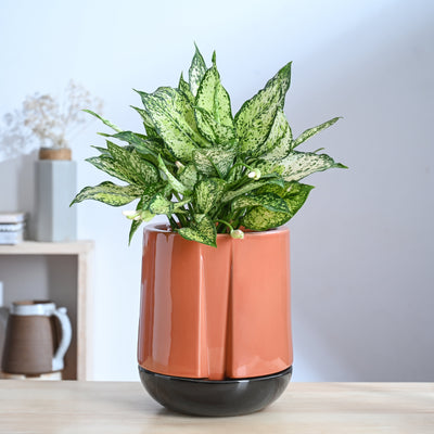 Moonlight Drama Ceramic Planter