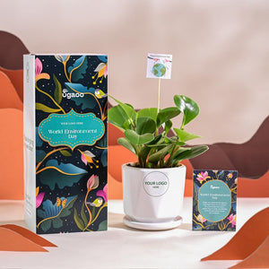 Peperomia Green Plant For Environment Day Gifting
