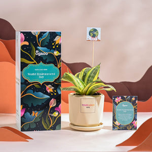 Snake Plant - Golden For Environment Day Gifting