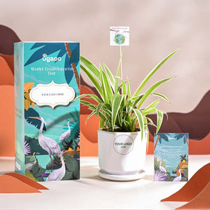 Spider Plant For Environment Day Gifting
