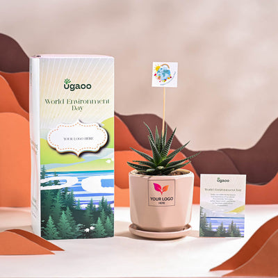 Zebra Haworthia Plant For Environment Day Gifting