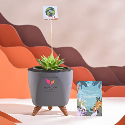 Haworthia Turgida For Environment Day Gifting