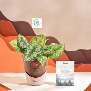 Money Plant Satin For Environment Day Gifting