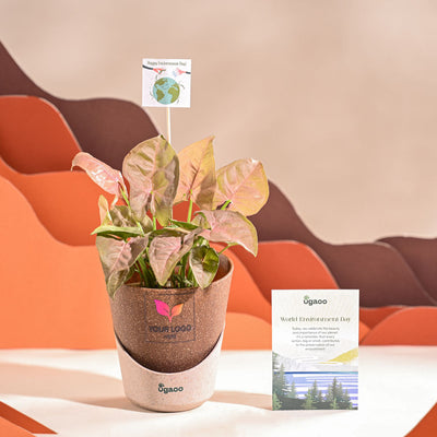 Syngonium Pink Plant For Environment Day Gifting