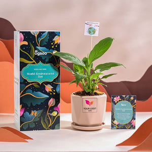 Peace Lily For Environment Day Gifting