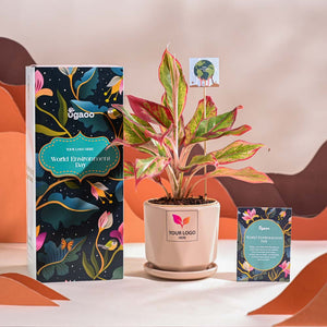 Aglaonema Red Plant For Environment Day Gifting