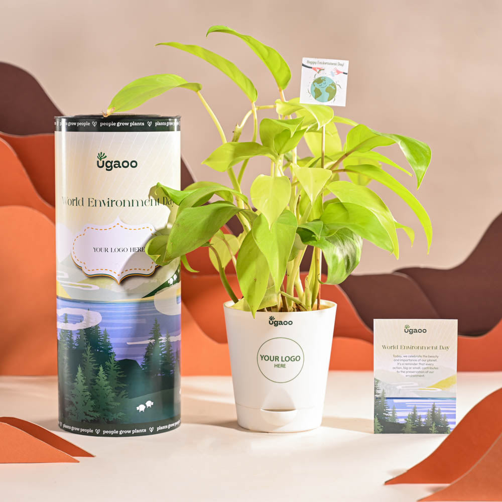 Philodendron Ceylon Golden Plant For Environment Day Gifting