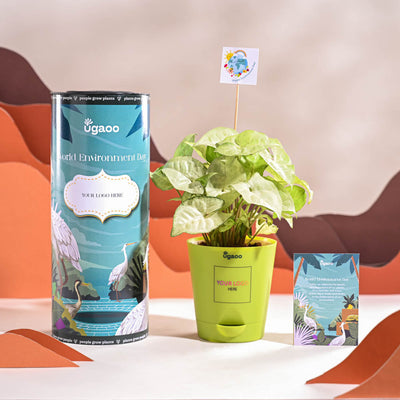 Syngonium White Butterfly Plant- Small For Environment Day Gifting