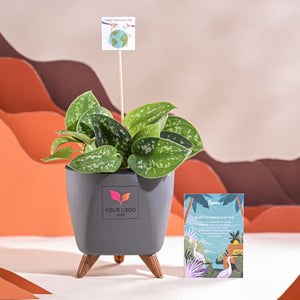 Satin Pothos Argyraeus-small For Environment Day Gifting