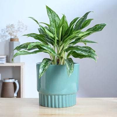 Immortal Nights Ceramic Planter