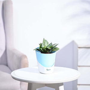 Euphorbia Francoisii Green