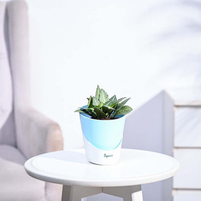 Euphorbia Francoisii Green