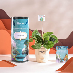 Satin Pothos Argyraeus-small For Environment Day Gifting