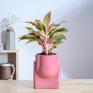 Cats are Gods Ceramic Planter