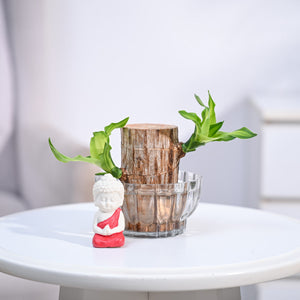 Brazilian Wood Plant