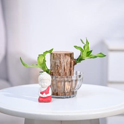 Brazilian Wood Plant