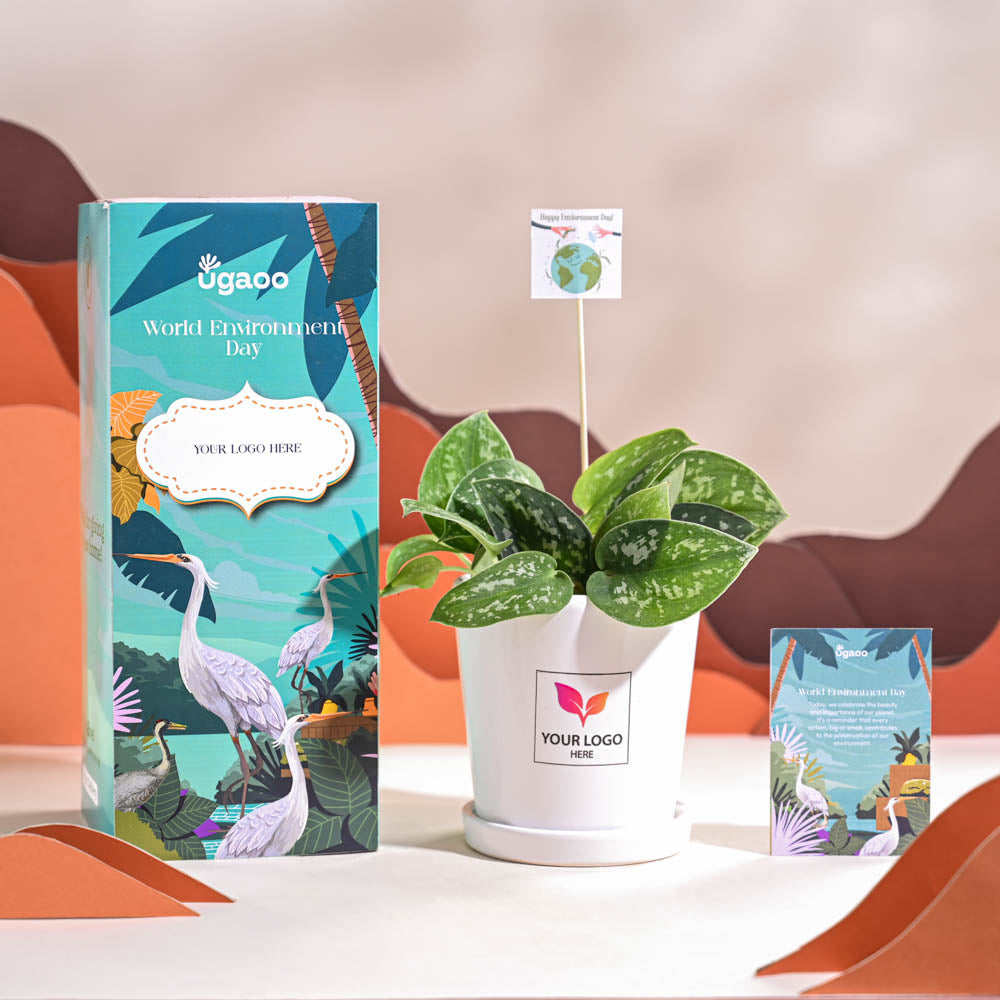 Satin Pothos Argyraeus-small For Environment Day Gifting