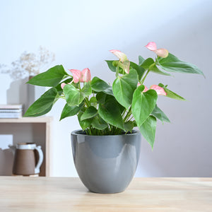 Echoing Eternity Ceramic Planter