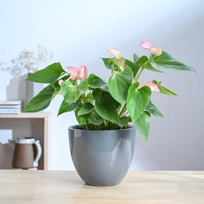 Echoing Eternity Ceramic Planter