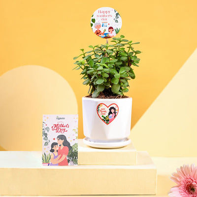 Jade Mini Plant For Mother's Day Gifting