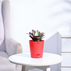 Euphorbia Francoisii Hybrid